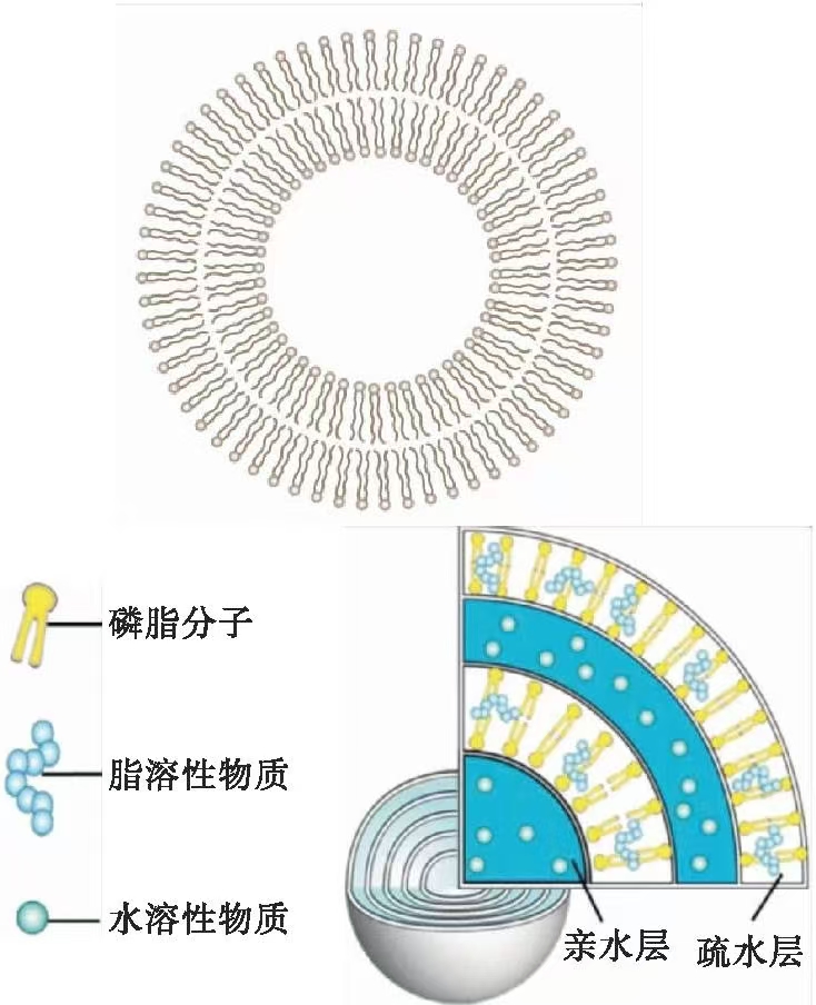 脂质体.jpg