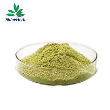 Quercetin Sophora Japonica Extract