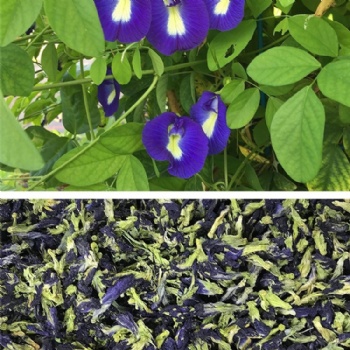 Butterfly Pea Powder