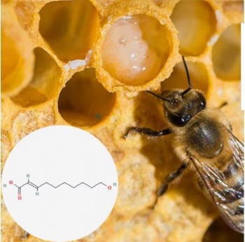 Royal Jelly Acid Powder