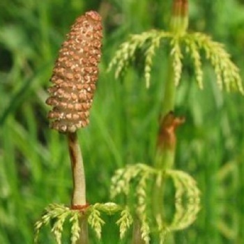 Horsetail Extract