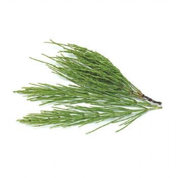 Horsetail Extract