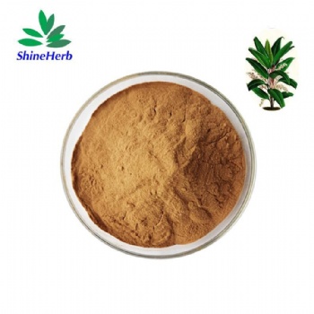 Kacip Fatimah Extract Powder