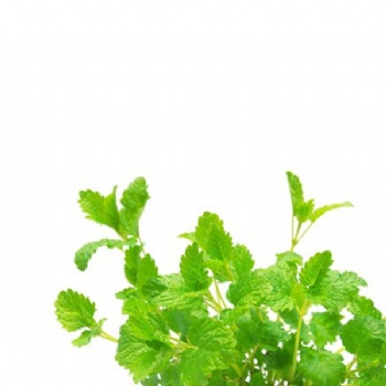 Lemon Balm Extract