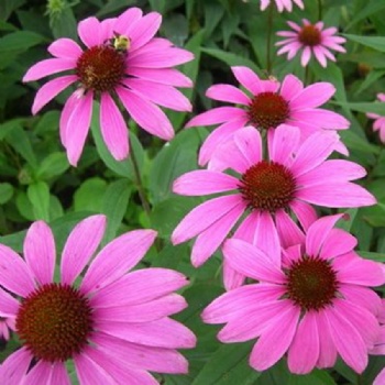 Echinacea Purpurea Extract