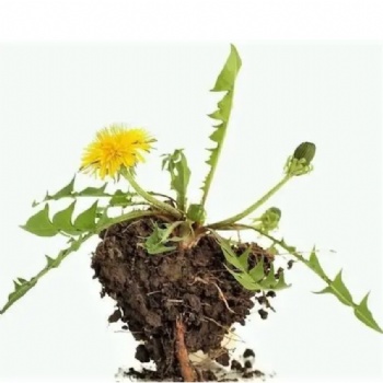 Dandelion Root Extract