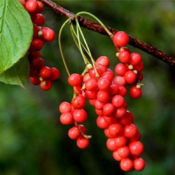 Schisandra Extract