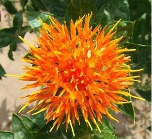 Safflower Yellow Pigment