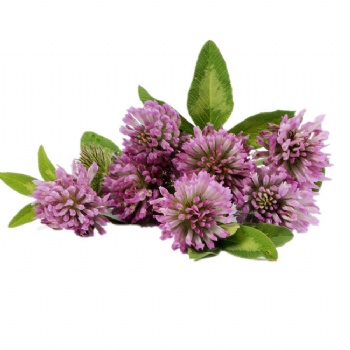 Red Clover Extract