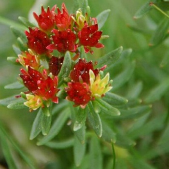 Rhodiola Rosea Extract