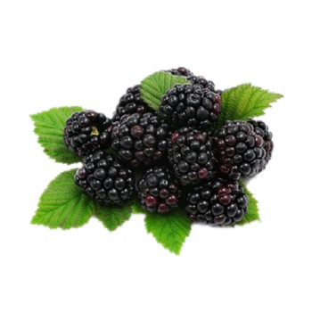 Mulberry Extract