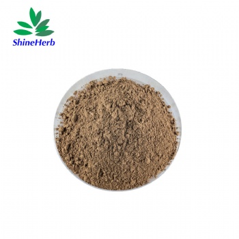 Shiitake Mushroom Extract