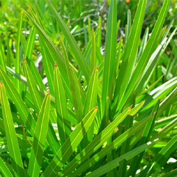 Saw Palmetto Extract