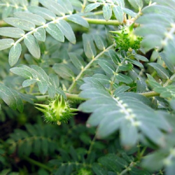 Tribulus Terrestris Extract