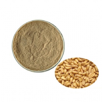 Barley Malt Extract