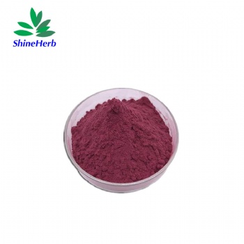 Blackcurrant Extract Anthocyanin