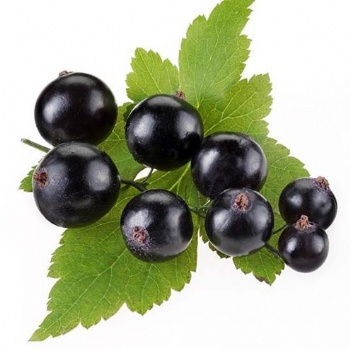 Blackcurrant Extract Anthocyanin