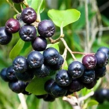 Aronia Extract