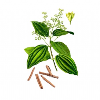 Cinnamon Bark Extract