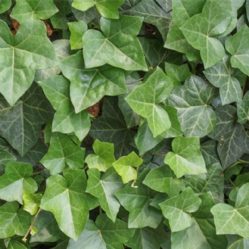 Ivy leaf extract