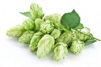 Hops Extract Xanthohumol Powder