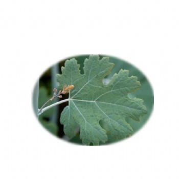 Macleaya Cordata Extract